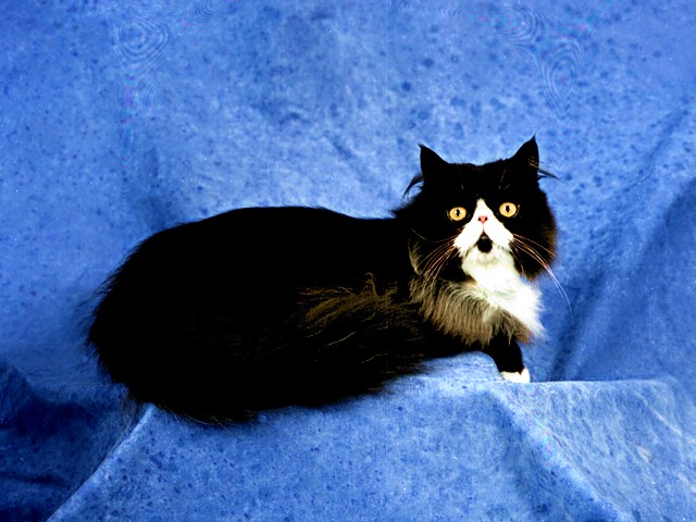 St. Clair, Bicolor Persian